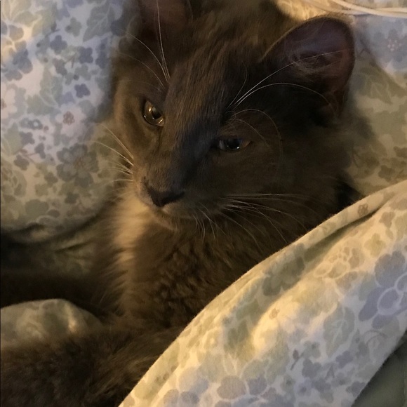 Meet your Posher, Eunice - Picture 1 of 1